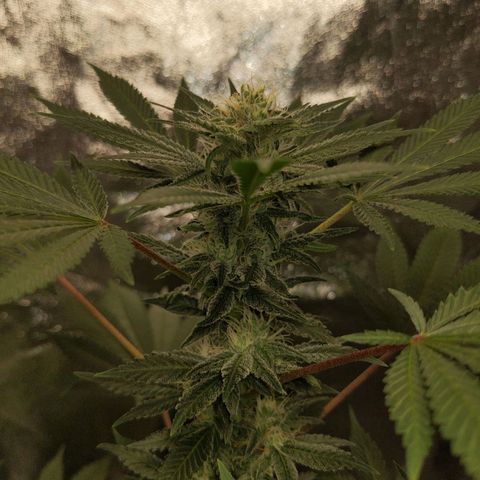 Ms. Frizzle growlog timeline photo