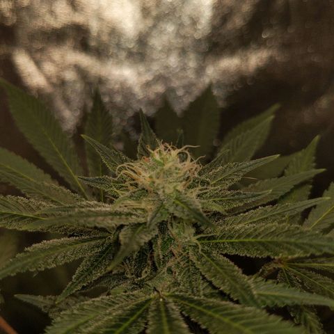 Ms. Frizzle growlog timeline photo