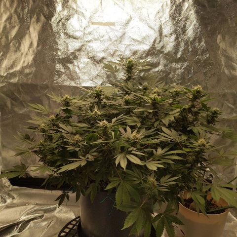 Ms. Frizzle growlog timeline photo