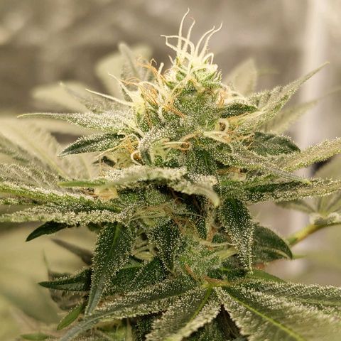 Ms. Frizzle growlog timeline photo