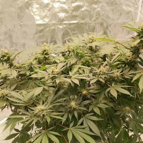 Ms. Frizzle growlog timeline photo