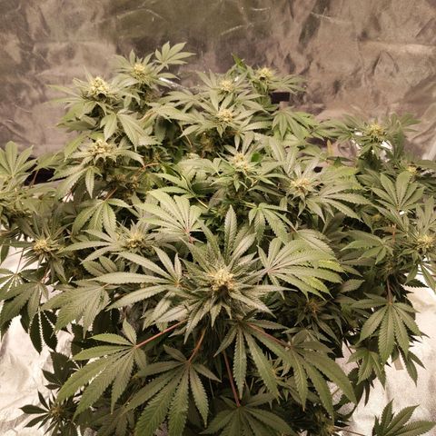 Ms. Frizzle growlog timeline photo