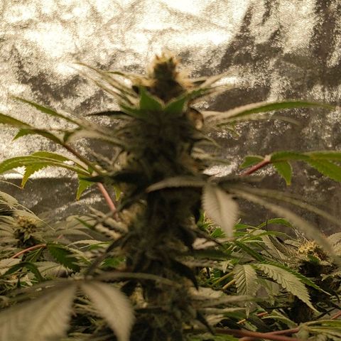 Ms. Frizzle growlog timeline photo