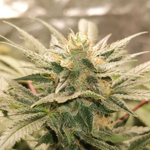Ms. Frizzle growlog timeline photo