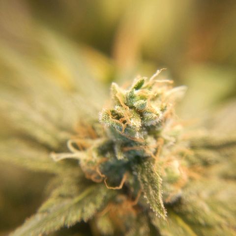 Ms. Frizzle growlog timeline photo