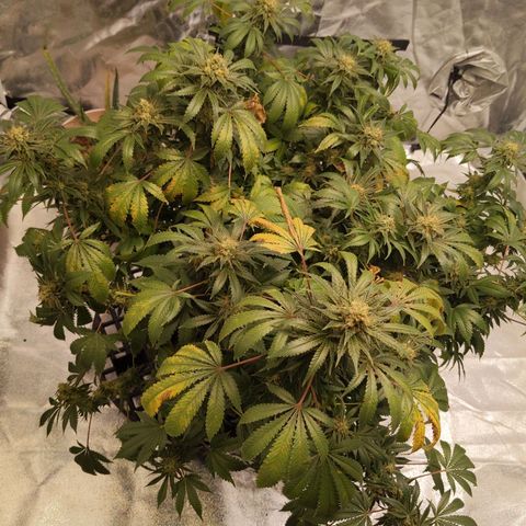 Ms. Frizzle growlog timeline photo