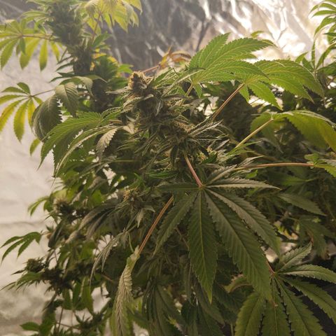 Ms. Frizzle growlog timeline photo