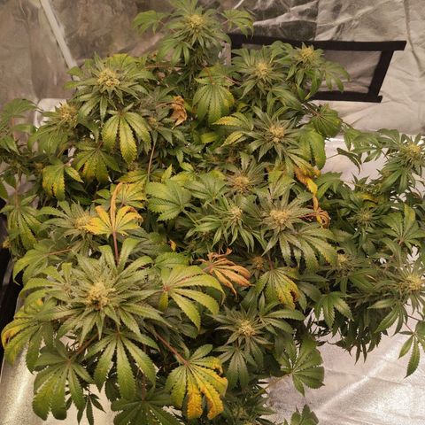 Ms. Frizzle growlog timeline photo