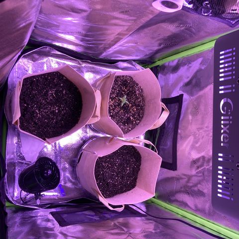 ZKittles 007 growlog photo: Planted Zk007 after putting seed in water for 2 days, then paper towel for 2 days.