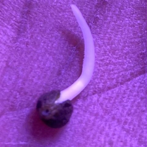 ZKittles 007 growlog photo: Planted Zk007 after putting seed in water for 2 days, then paper towel for 2 days.