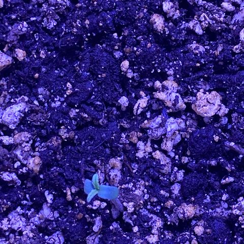 ZKittles 007 growlog photo: Seedlings came up over night.