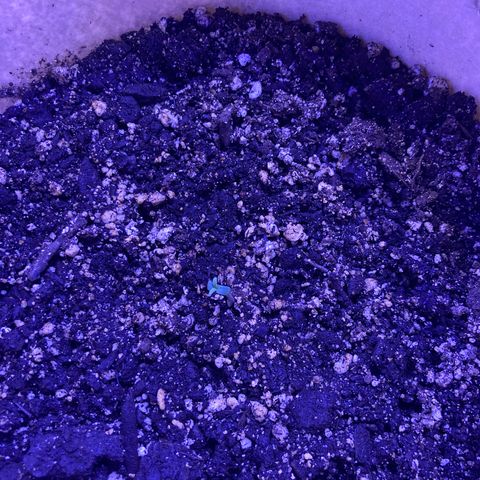 ZKittles 007 growlog photo: Seedlings came up over night.