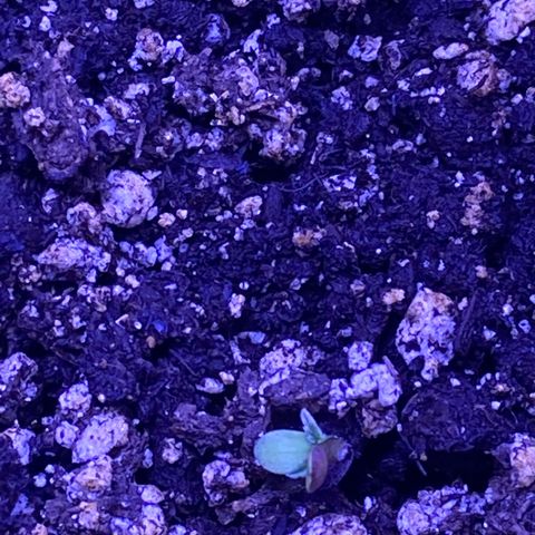 Gelato 007 growlog photo: Seedlings came up over night.