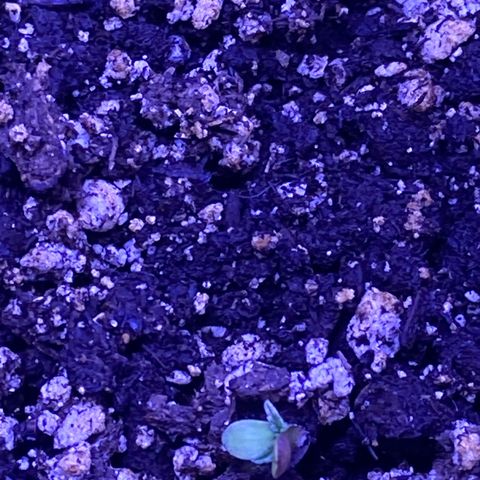 Gelato 007 growlog photo: Seedlings came up over night.