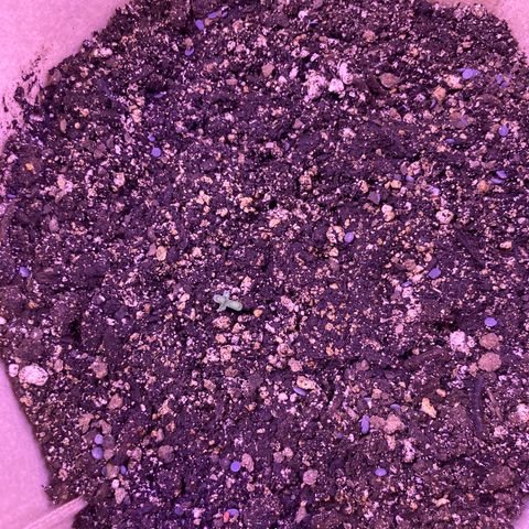 Gelato 007 growlog photo: Just added Iron-Tone and spray watered.