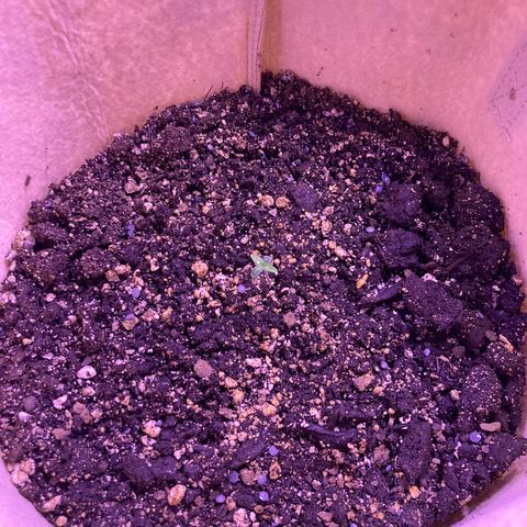 ZKittles 007 growlog photo: Just added Iron-Tone and spray watered.