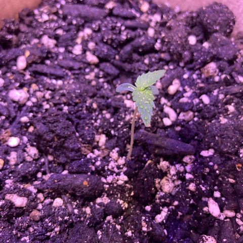 ZKittles 007 growlog photo: Growing strong, however leaves care turning towards the light’s direction or heat it seems.