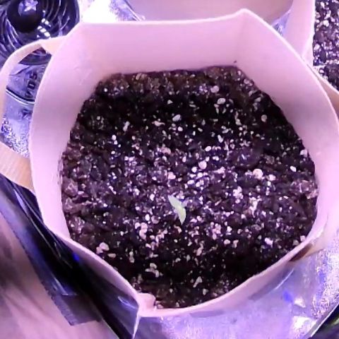 Gelato 007 growlog photo: At first G007 sprouted small and slow, but now growing strong and catching up to Zk007, which was planted the same day. Also like Zk007 her leaves are turning towards the light’s direction or heat it seems.