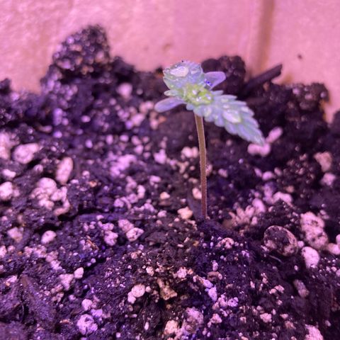 Gelato 007 growlog photo: At first G007 sprouted small and slow, but now growing strong and catching up to Zk007, which was planted the same day. Also like Zk007 her leaves are turning towards the light’s direction or heat it seems.
