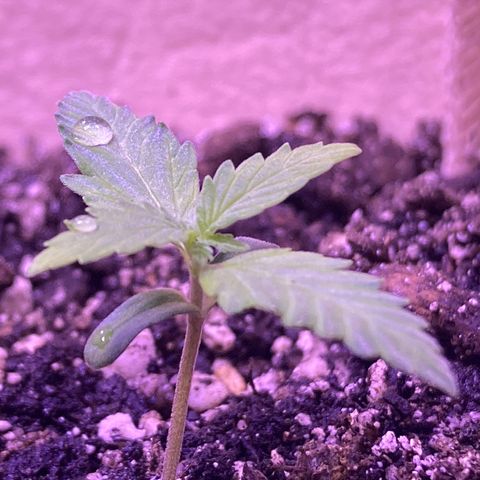 ZKittles 007 growlog photo: Looking good and growing strong.