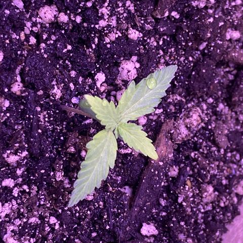 ZKittles 007 growlog photo: Looking good and growing strong.
