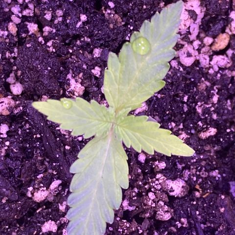 Gelato 007 growlog photo: Leaves looking a little yellow.