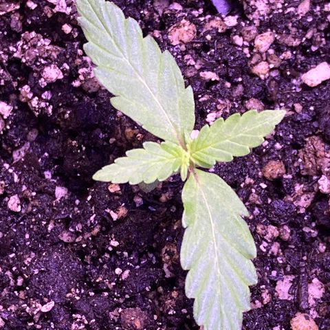 ZKittles 007 growlog photo: Starting to straighten out a bit.