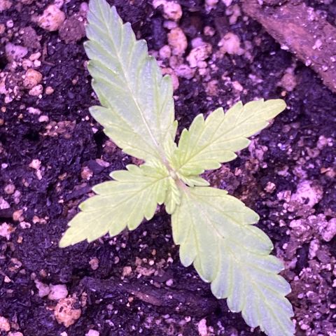 Gelato 007 growlog photo: Leaves still looking a little yellow…