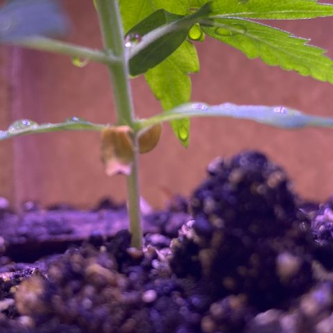 Gelato 007 growlog photo: Stalk is Looking Very Thin! 