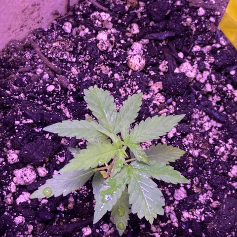 Gelato 007 growlog photo: Stalk is Looking Very Thin! 