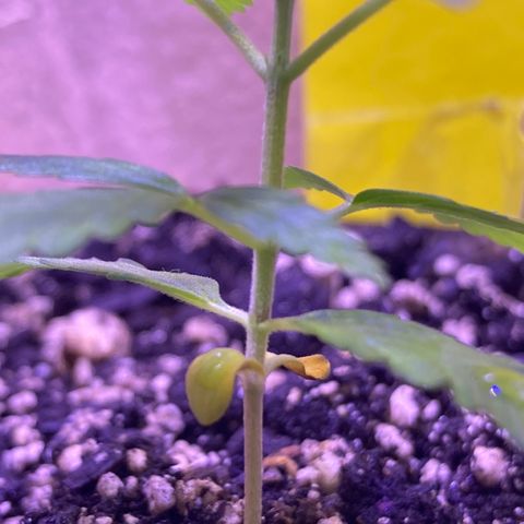 Gelato 007 growlog photo: Stalk is Looking Very Thin! 