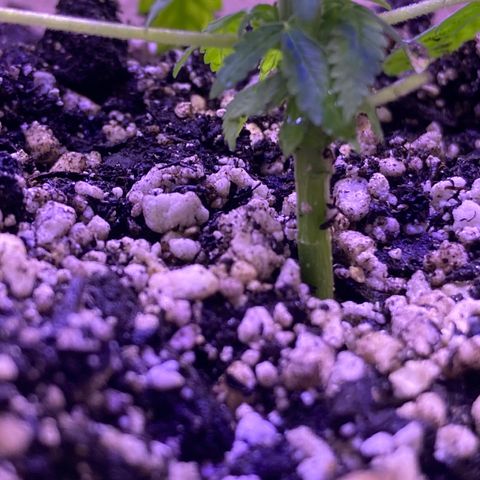 ZKittles 007 growlog photo: Looking good, but growing slow…