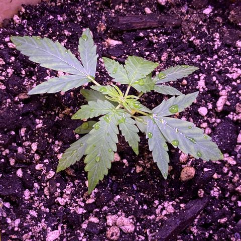 ZKittles 007 growlog photo: Looking good, but growing slow…