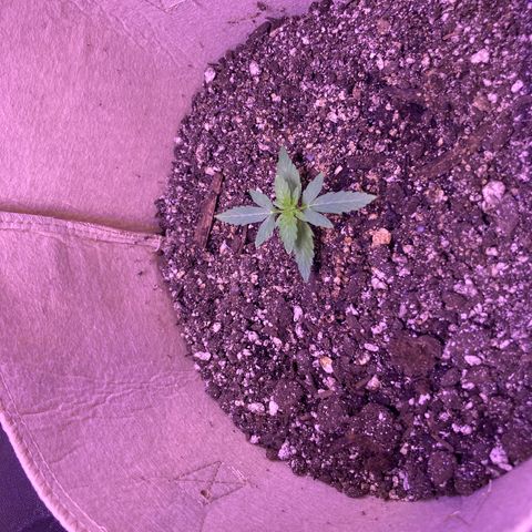 ZKittles 007 growlog photo: Looking good…