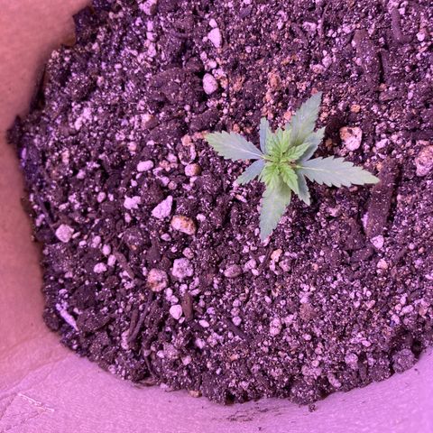 Gelato 007 growlog photo: Looking good…
