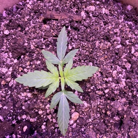 ZKittles 007 growlog photo: Looking good…