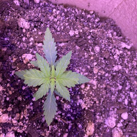 Gelato 007 growlog photo: Looking good…
