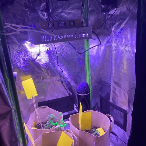 ZKittles 007 growlog photo: Added Inline Filter & Fan