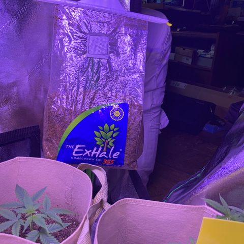 ZKittles 007 growlog photo: Added in CO2 Slow Release Bag (Good for 6 Months - Until Feb 2023)