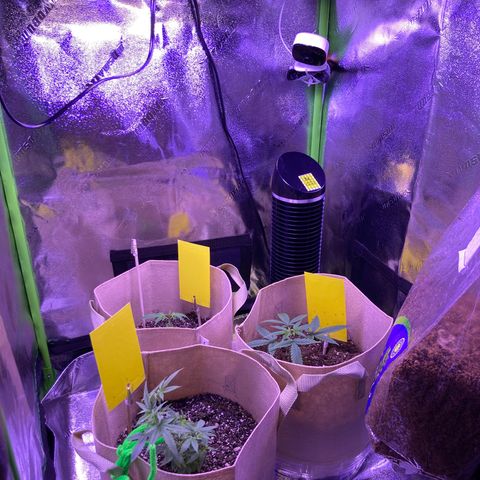 ZKittles 007 growlog photo: Added in CO2 Slow Release Bag (Good for 6 Months - Until Feb 2023)