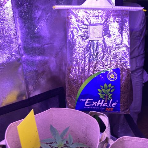 ZKittles 007 growlog photo: Added in CO2 Slow Release Bag (Good for 6 Months - Until Feb 2023)