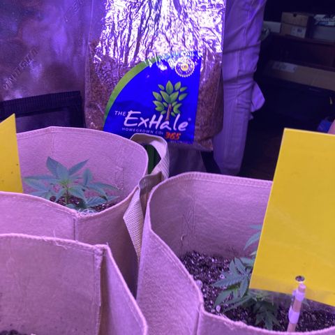 ZKittles 007 growlog photo: Added in CO2 Slow Release Bag (Good for 6 Months - Until Feb 2023)