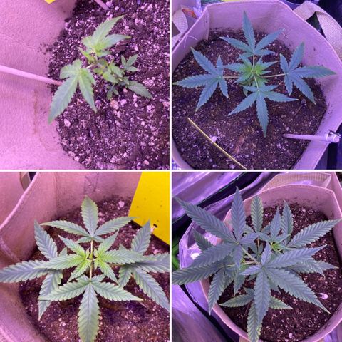 ZKittles 007 growlog photo: Adding CO2 makes noticeable difference. Leaves look stronger and perkier.