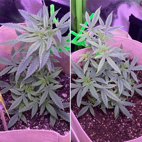 ZKittles 007 growlog photo: Adding CO2 makes noticeable difference. Leaves look stronger and perkier.