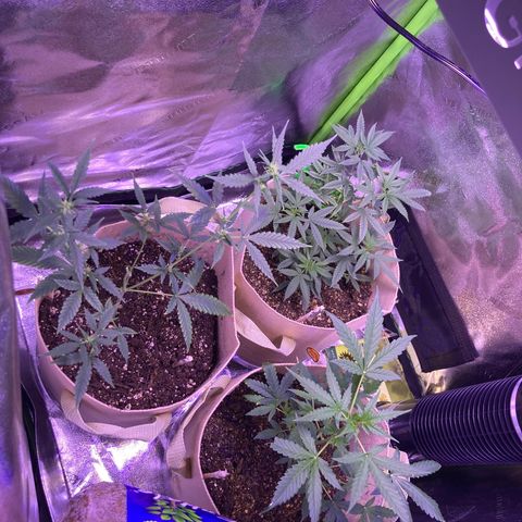 ZKittles 007 growlog photo: GDP looking good. No buds yet.
Zkittles looking good. No buds yet.
Gelato looking Great. Starting to bud.