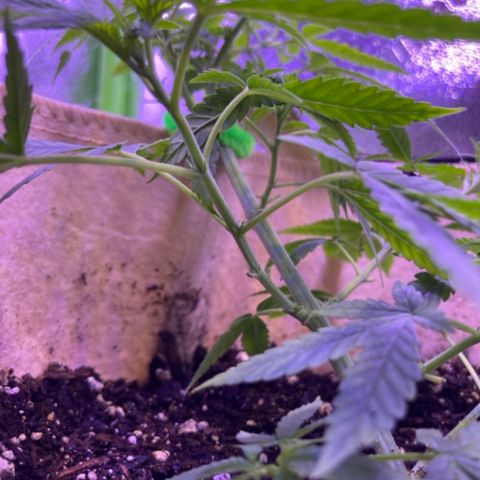 Gelato 007 growlog photo: Strong growth.