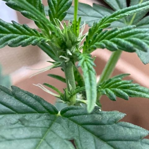 Gelato 007 growlog photo: Starting to Bud more and more!!