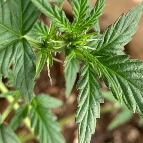 Gelato 007 growlog photo: Starting to Bud more and more!!