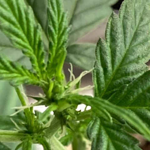 Gelato 007 growlog photo: Starting to Bud more and more!!