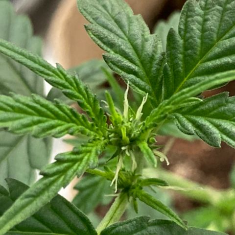 Gelato 007 growlog photo: Starting to Bud more and more!!
